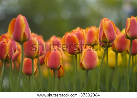 Red-Orange Tulips