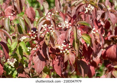 22 Redosier Dogwood Images, Stock Photos & Vectors | Shutterstock