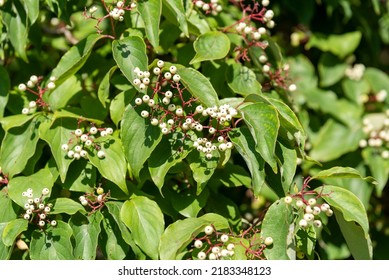 Redosier AKA Red Twig Dogwood With White Berries Growing Wild