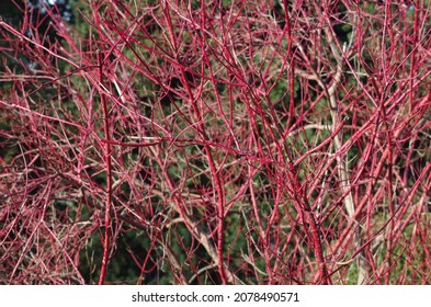 Redosier Also Called Red-twig Dogwood, Cornus Sericea In Autumn