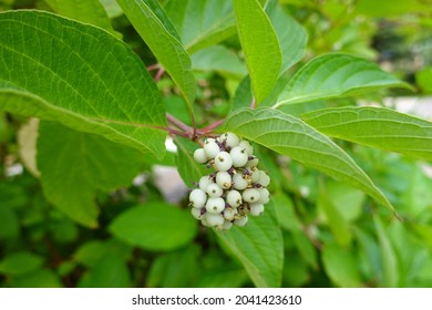 The Redosier Dogwood Is Native To North America, With A Range That Extends Over Most Of The United States From Newfoundland To Mexico, California To Virginia.
