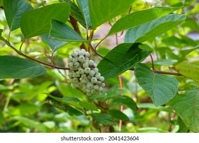 Redosier Or Red-twig Dogwood Is A Loose, Spreading, Multi-stemmed Shrub.