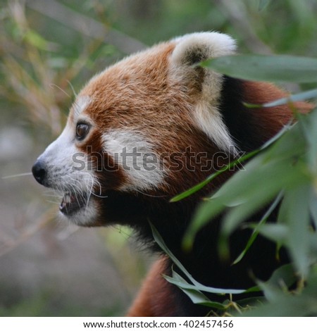 redpanda
