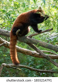 Redpanda climbing trees and eating bamboo