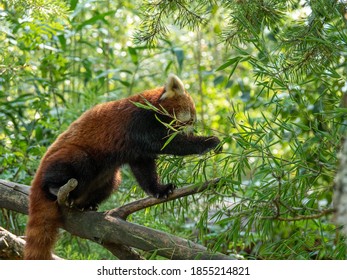 Redpanda climbing trees and eating bamboo