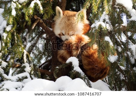 Redpanda at tree