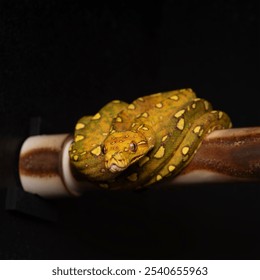 red-phase Biak Green Tree Python going through its ontogenetic color change perched in its enclosure