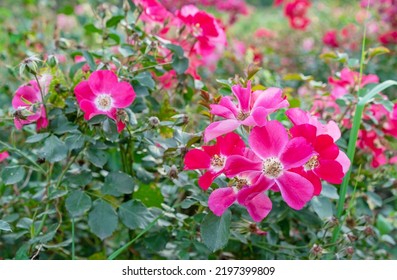 Red-pink flowers alpine rose, alpine rosehip, mountain rosehip, wild rose or Rosa pendulina. - Shutterstock ID 2197399809
