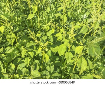 Red-root Amaranth Or Redroot Pigweed, Amaranthus Retroflexus, Growing In Galicia, Spain