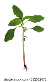 Redroot Pigweed Amaranth Plant Isolated On White Background