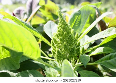 Redroot Pigweed Amaranthus Retroflexus Also Called Red-root Amaranth