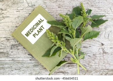 ドイツ語で植物のマーカーを持つ鉢植えのハーブガーデン レモンベルベナとコリアンダーを意味し 選択されたフォーカス 狭い被写界深度写真素材 Shutterstock