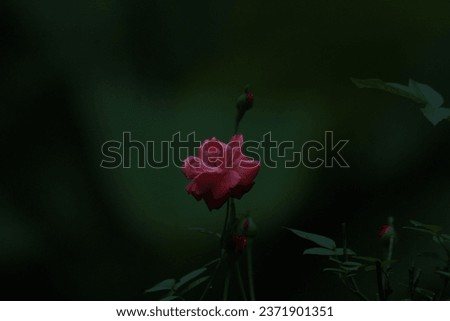 redrose beautiful flowers india,kerala red rose