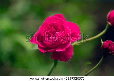 Redrose bloomed in the plant