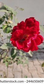 a redrose blooms, its petals unfurling elegantly against a backdrop of leaves. A industrious bee with fuzzy stripes and delicate wings delicately perches on the velvety petals drawn to flower's nector