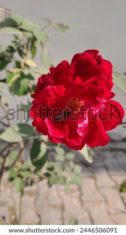 a redrose blooms, its petals unfurling elegantly against a backdrop of leaves. A industrious bee with fuzzy stripes and delicate wings delicately perches on the velvety petals drawn to flower's nector