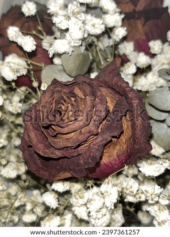 #redrose # dried #babybreath #rose