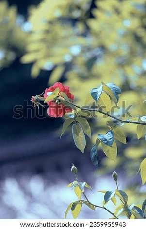 Redrose flower in kerala garden