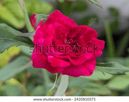 redrose in full bloom. This image could be used for a variety of purposes, including: Marketing and advertising, Web design, Print design, Social media, Personal use.