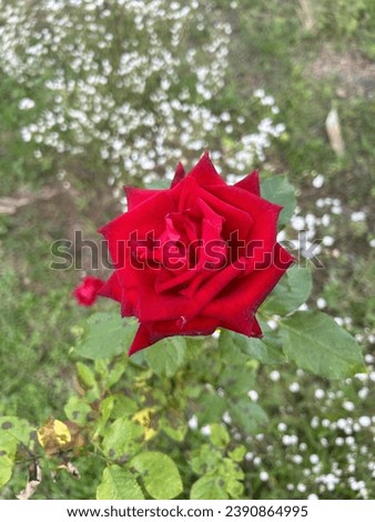 RedRose in MT at CNX TH