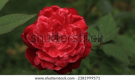 Redrose with perfect bloom in the garden