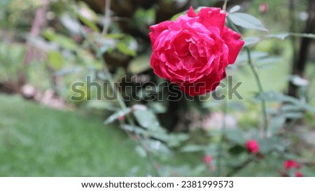 Redrose with perfect bloom in the garden