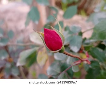 redrose, rose, flower,It is beautiful in flower branch.A rose is a woody perennial flowering plant of the genus Rosa. Red roses. Red. Rose. 