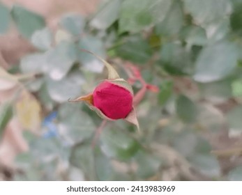 redrose, rose, flower,It is beautiful in flower branch.A rose is a woody perennial flowering plant of the genus Rosa. Red roses. Red. Rose. 
