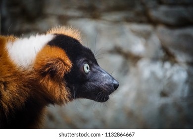 Red-ruffed Lemur Profile