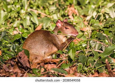 610 Brazilian rodent Images, Stock Photos & Vectors | Shutterstock