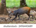 Red-rumped agouti (Dasyprocta leporina) with a nut. Amazon rainforest Kabalebo Suriname, South America.              