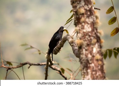 Red-rumped Cacique