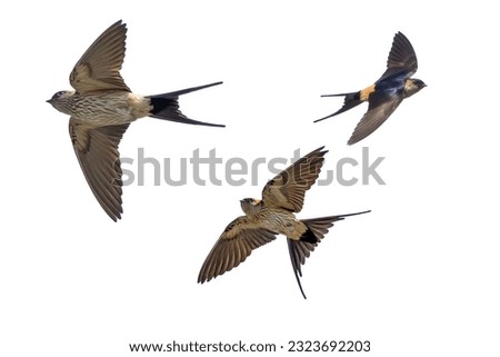 Red-rumped swallow in flight isolated on a white background.