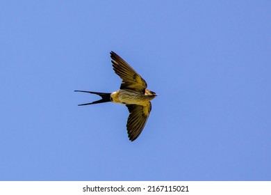 A Red-rumped swallow flying in a sky.