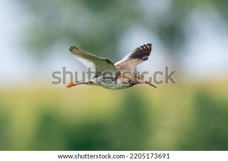 Redshank (Tringa totanus) in summer plumage in flight