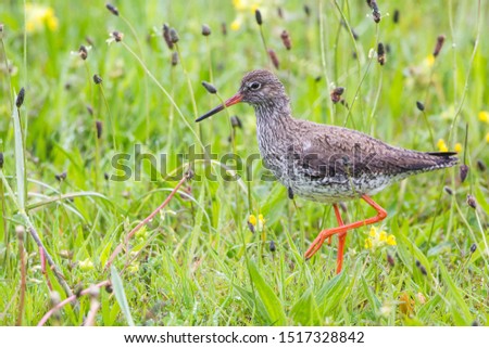 Redshank (Tringa totanus) wading on a meadow, Texel, West Frisian Islands, North Holland, Holland, The Netherlands