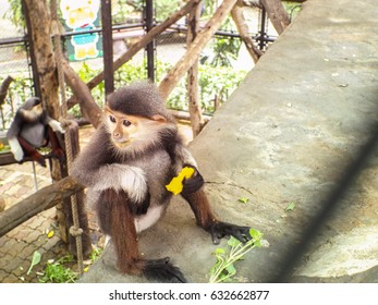 Red-shanked Douc Langur, Dusit Zoo, Thailand