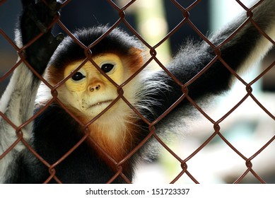 2,060 Dusit zoo Images, Stock Photos & Vectors | Shutterstock