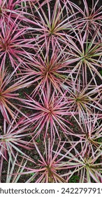 Red-Sharp thin variant of Cordyline in the garden