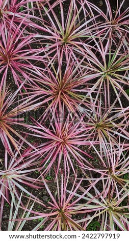 Red-Sharp thin variant of Cordyline in the garden