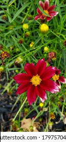 Redshift Coreopsis Or Tickseed Bloom In Summer