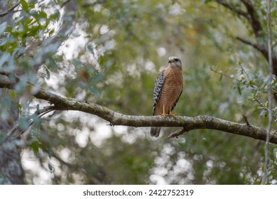 The red-shouldered hawk bird perching on a tree branch looking for prey to hunt in summer forest - Powered by Shutterstock