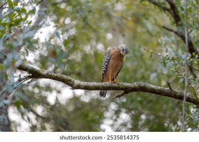 The red-shouldered hawk bird perching on a tree branch looking for prey to hunt in summer forest - Powered by Shutterstock