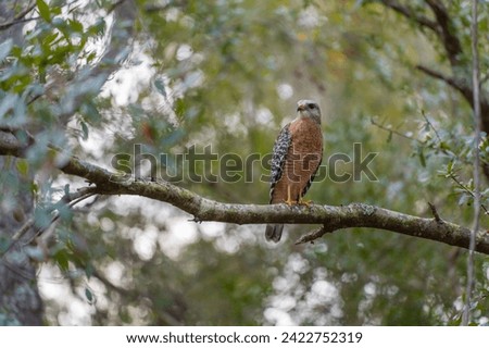 The red-shouldered hawk bird perching on a tree branch looking for prey to hunt in summer forest