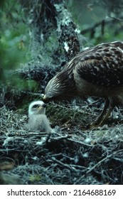 Red-Shouldered Hawk (Buteo Lineatus) Nesting Series - Baby Hawk Chick 10 Days Old