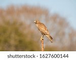 The red-shouldered hawk is a medium-sized hawk.