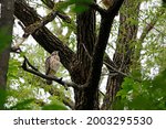 Red-shouldered Hawk on a tree branch