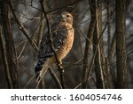Red-Shouldered Hawk Perched In Branches