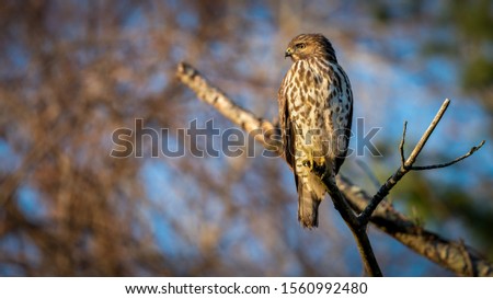 Red-shouldered Hawk perched in the fall during Golden hour 