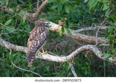 A Red-shouldered Hawk perched on a tree branch surrounded by lush green leaves in a forest setting.